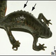 Illustration for article titled Rib-Popping Newt is the Amphibious Answer to Wolverine